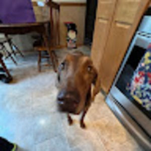 Meet your Posher, Carli